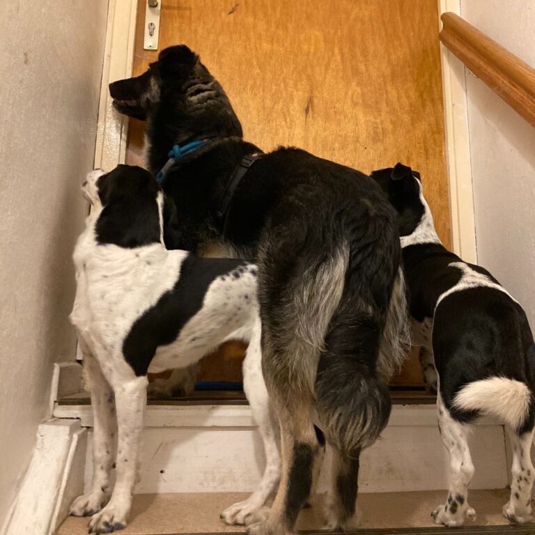 Drei Hunde (zwei kleine schwarz weiße, ein größerer schwarzer) stehen auf einer Treppe vor einer Tür und wollen offensichtlich reingelassen werden.